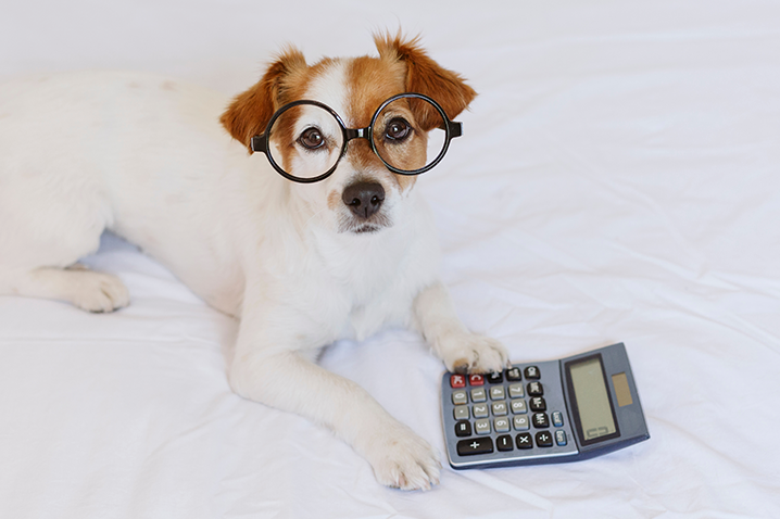 dog with glasses and calculator