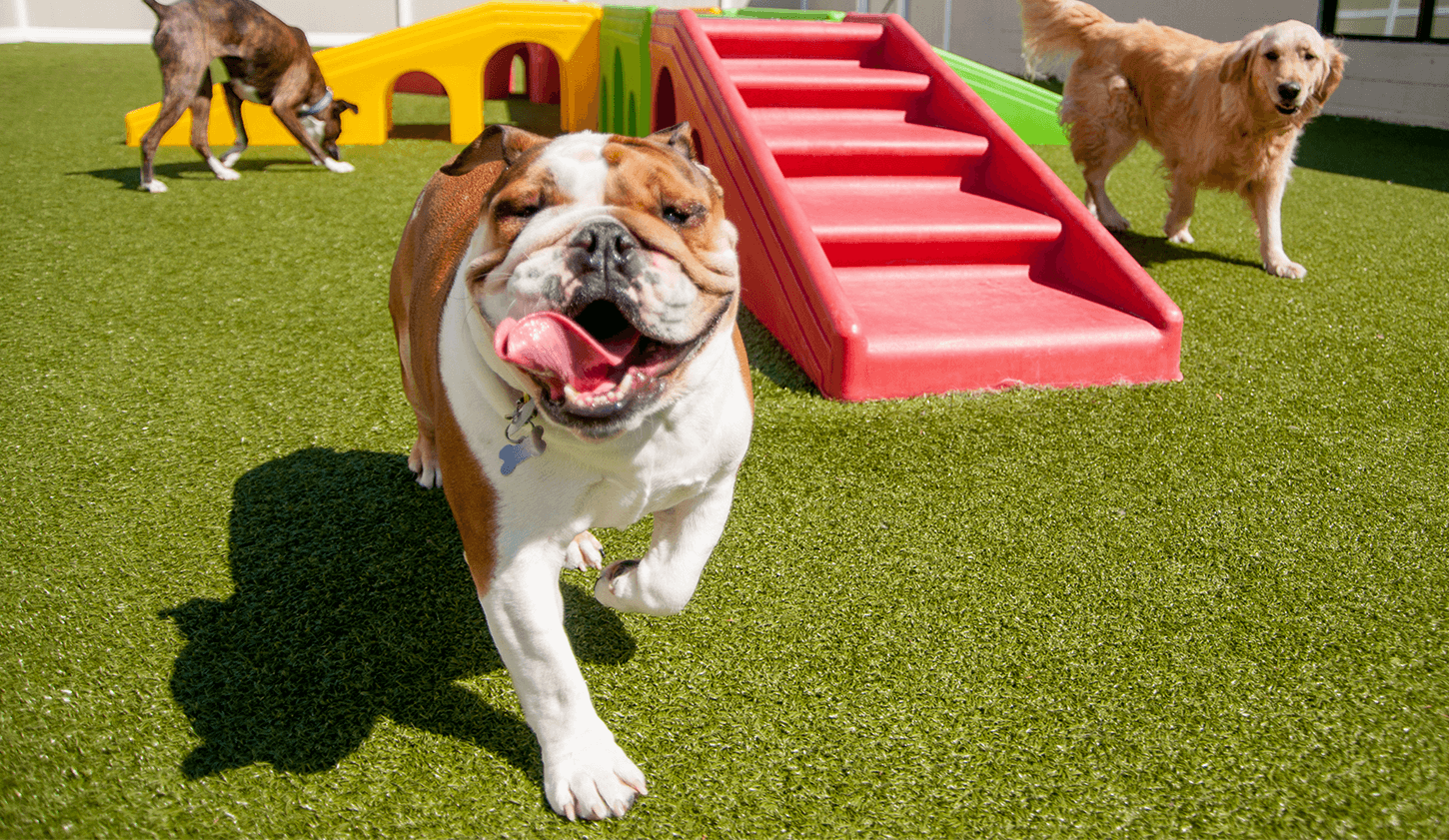 how much can you make owning a doggy daycare