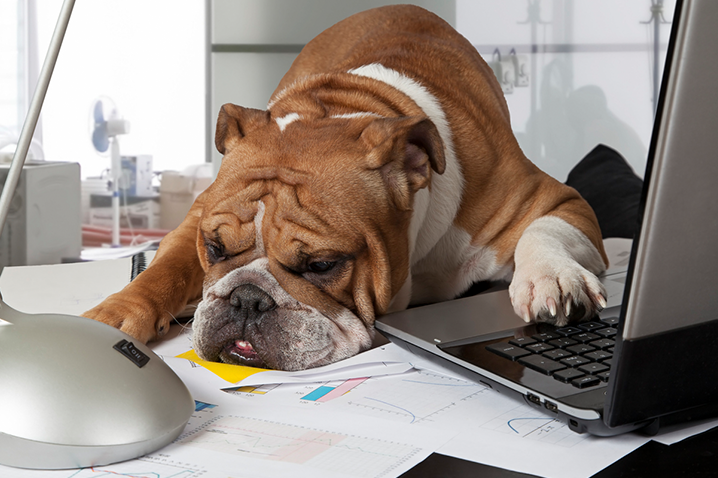 Dog tired working on computer