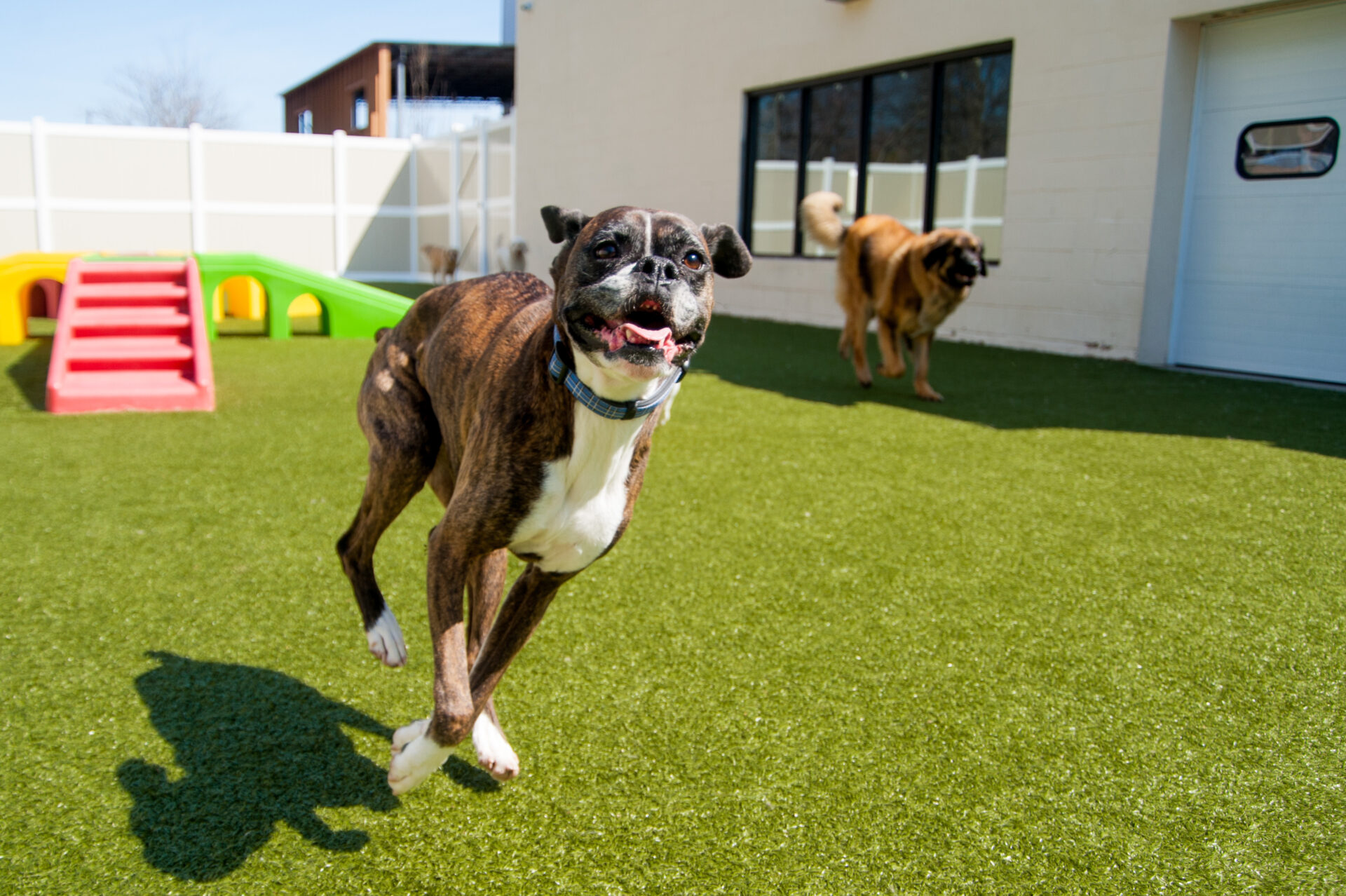 Dog happily running on grass