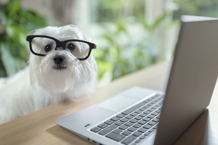 Dog in glasses at computer