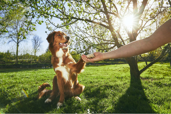 Dog sitting down with paw in human's hand