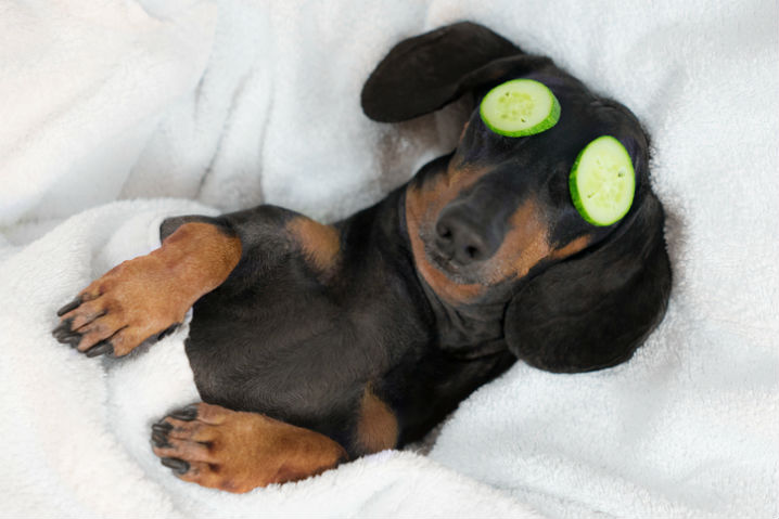 Dog relaxing on back with cucumbers over eyes