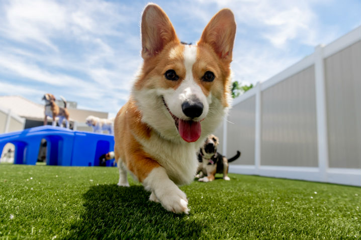 Corgi on grass running towards camera