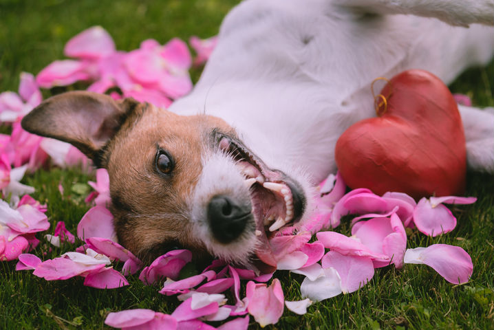 Romantic concept for Valentine's day with red heart and dog on roses petals