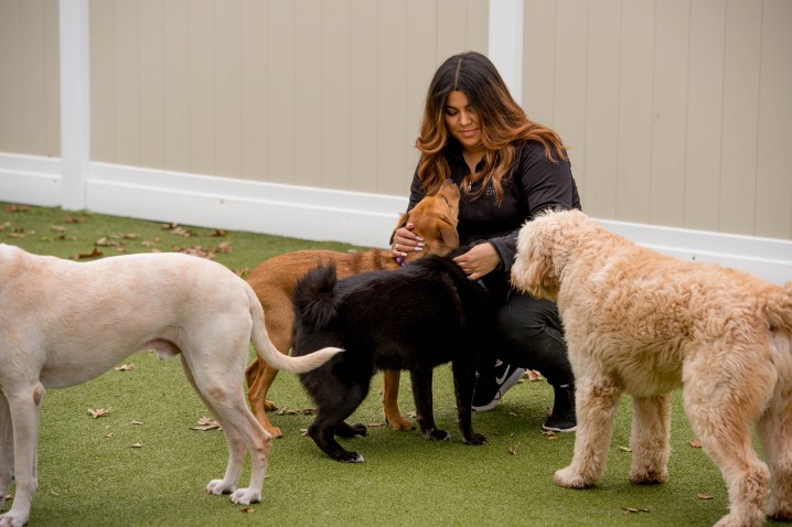 K9 Resorts worker playing with dogs