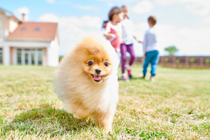 Dog running to camera with kids playing in background