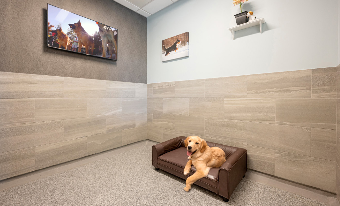 Innovative Luxury Services What Sets HighEnd Dog Care Franchises